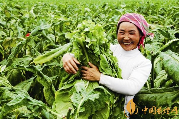 煙葉稅是什么，煙葉稅如何計算