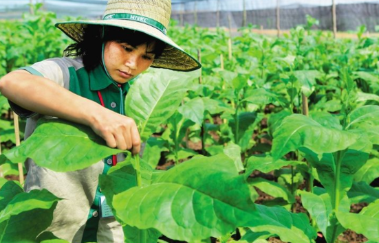 煙葉種植技術(shù)有什么技巧 最全的煙葉種植過程24節(jié)氣歌