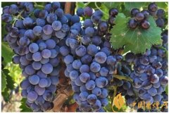 葡萄酒品鑒入門知識：酒精會影響葡萄酒的品質(zhì)嗎